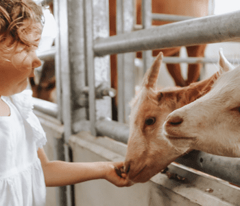 Young child feeding a goat by hand